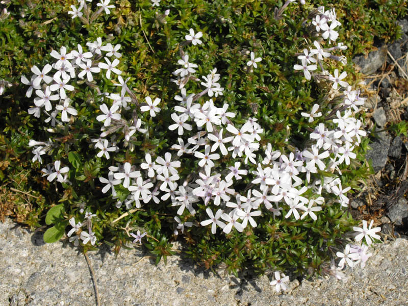 Phlox 'Tiny Bugless' photo